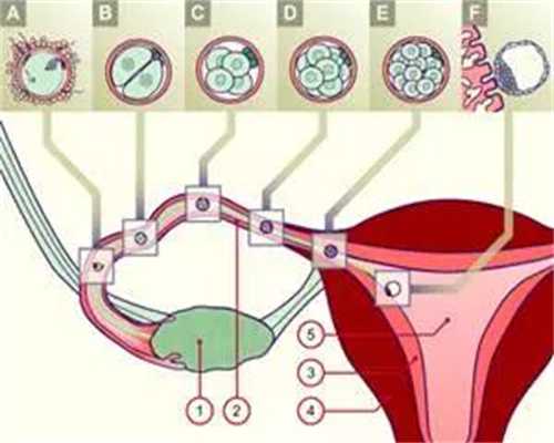 佛经助孕：究竟吃什么食物预防乳腺癌？