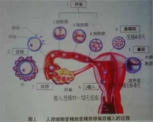 广州高鹰代孕村：女子癌症化疗后被医生告知无法代