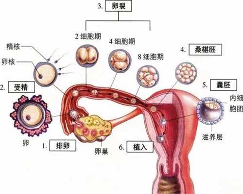 广州最便宜的高鹰代孕机构：林志玲做试管婴儿？台
