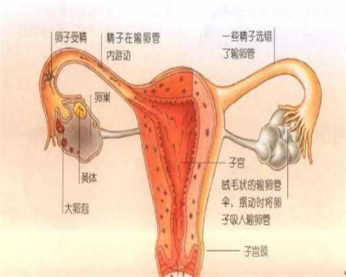 广州高鹰代孕微信：5个高鹰代孕小知识，助你好孕！